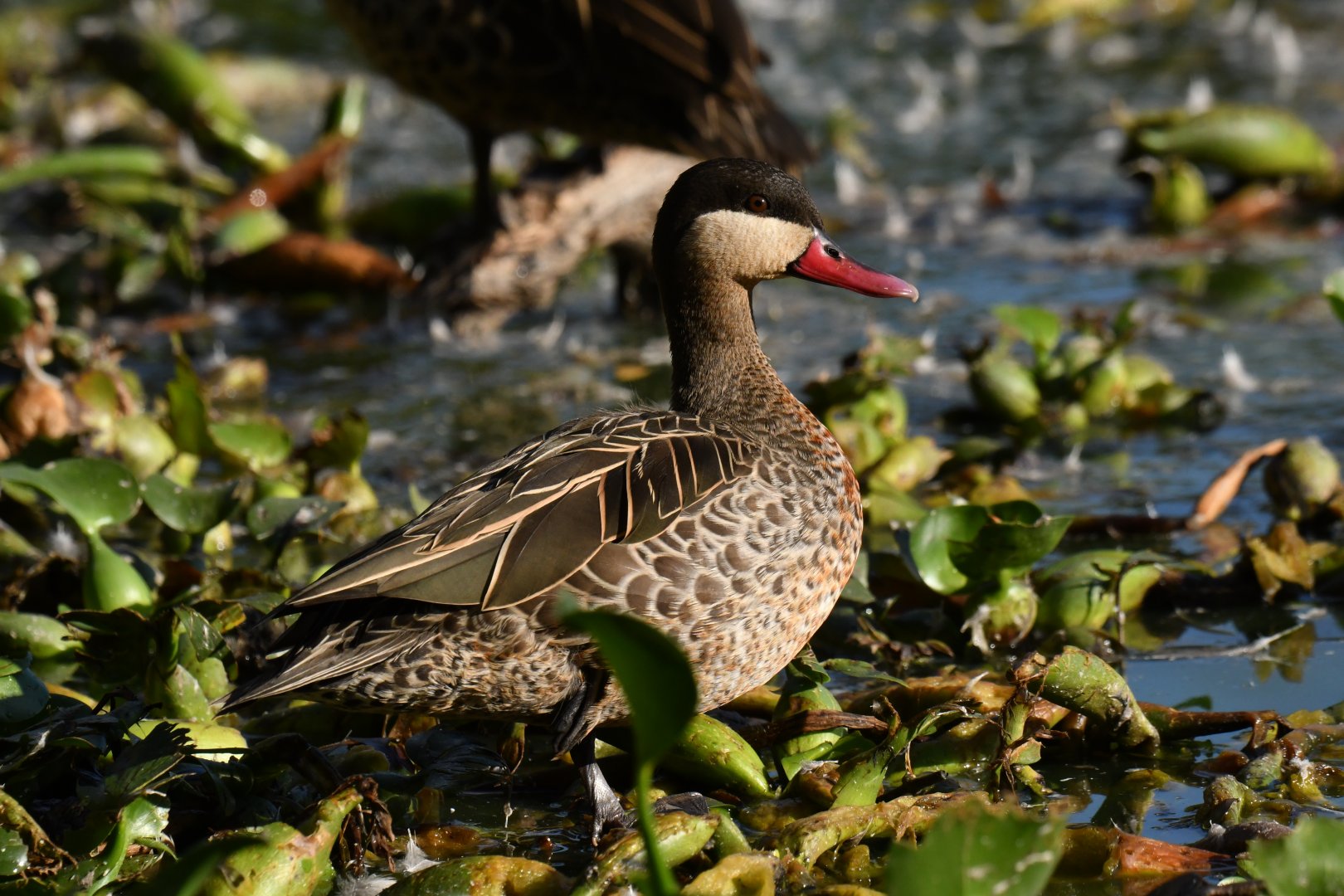 Red-billed Duck Anas erythrorhyncha