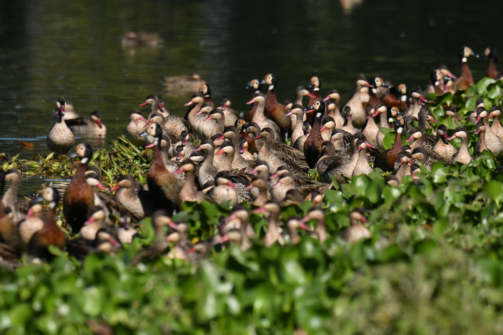 Red-billed Duck Anas erythrorhyncha