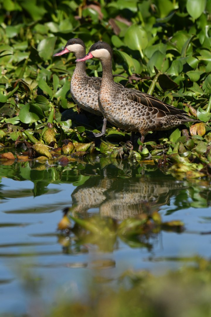 Red-billed Duck Anas erythrorhyncha