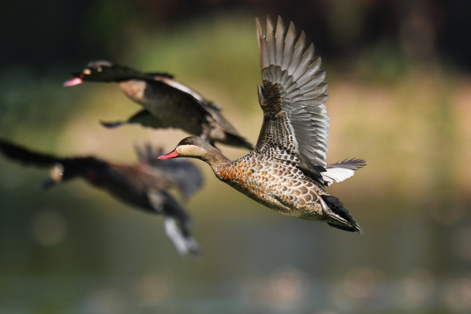Red-billed Duck Anas erythrorhyncha