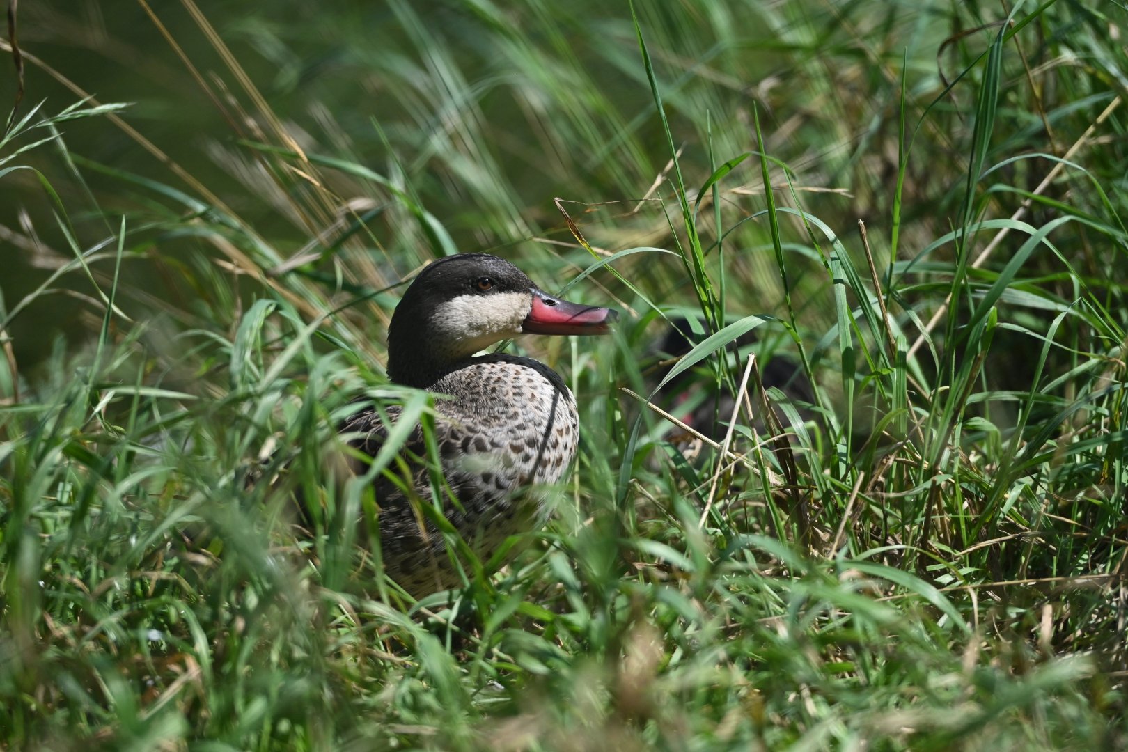 Red-billed Duck Anas erythrorhyncha