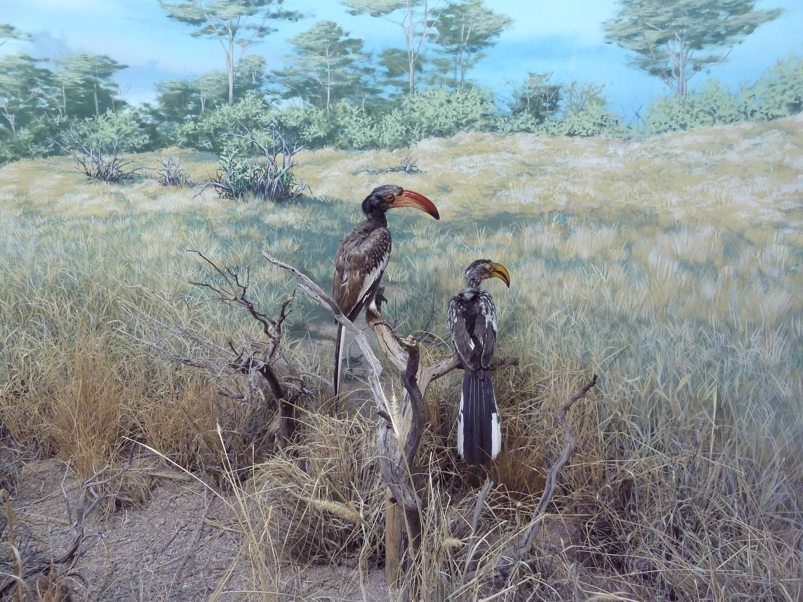 Red-Billed + Eastern Yellow-Billed Hornbills