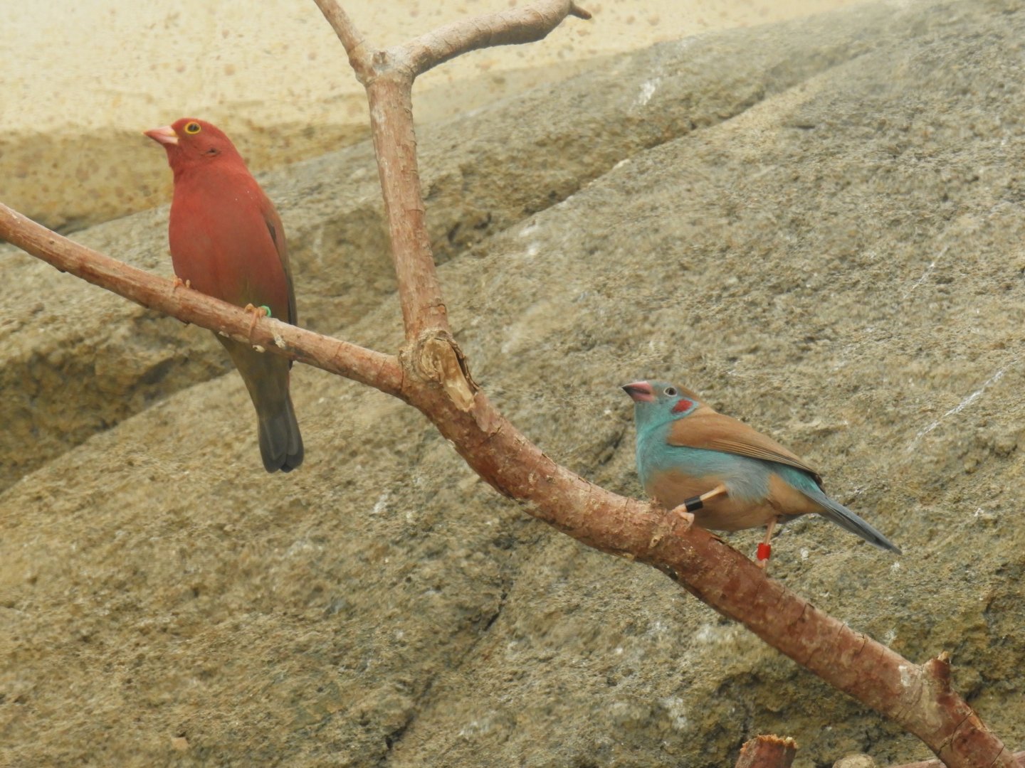 Red-billed firefinch and red-cheeked cordon bleu