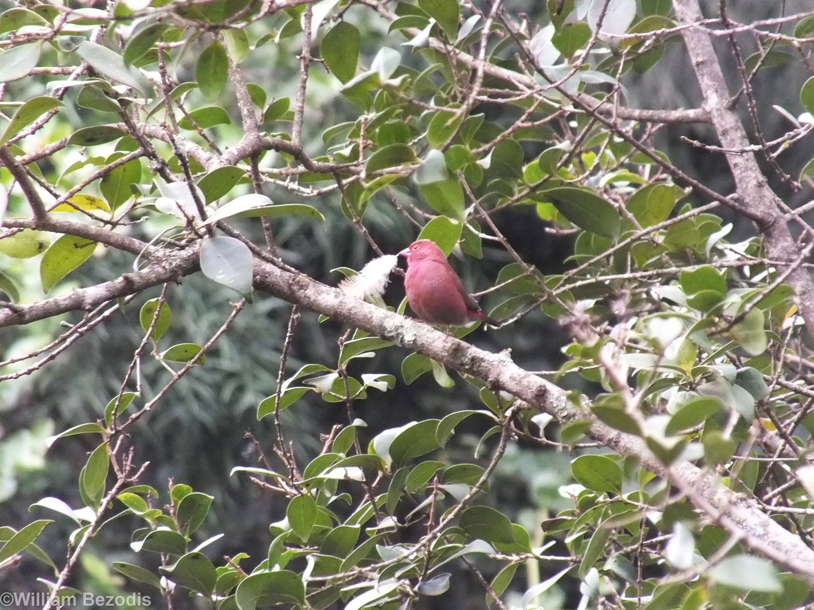 Red-billed Firefinch Carrying a Feather