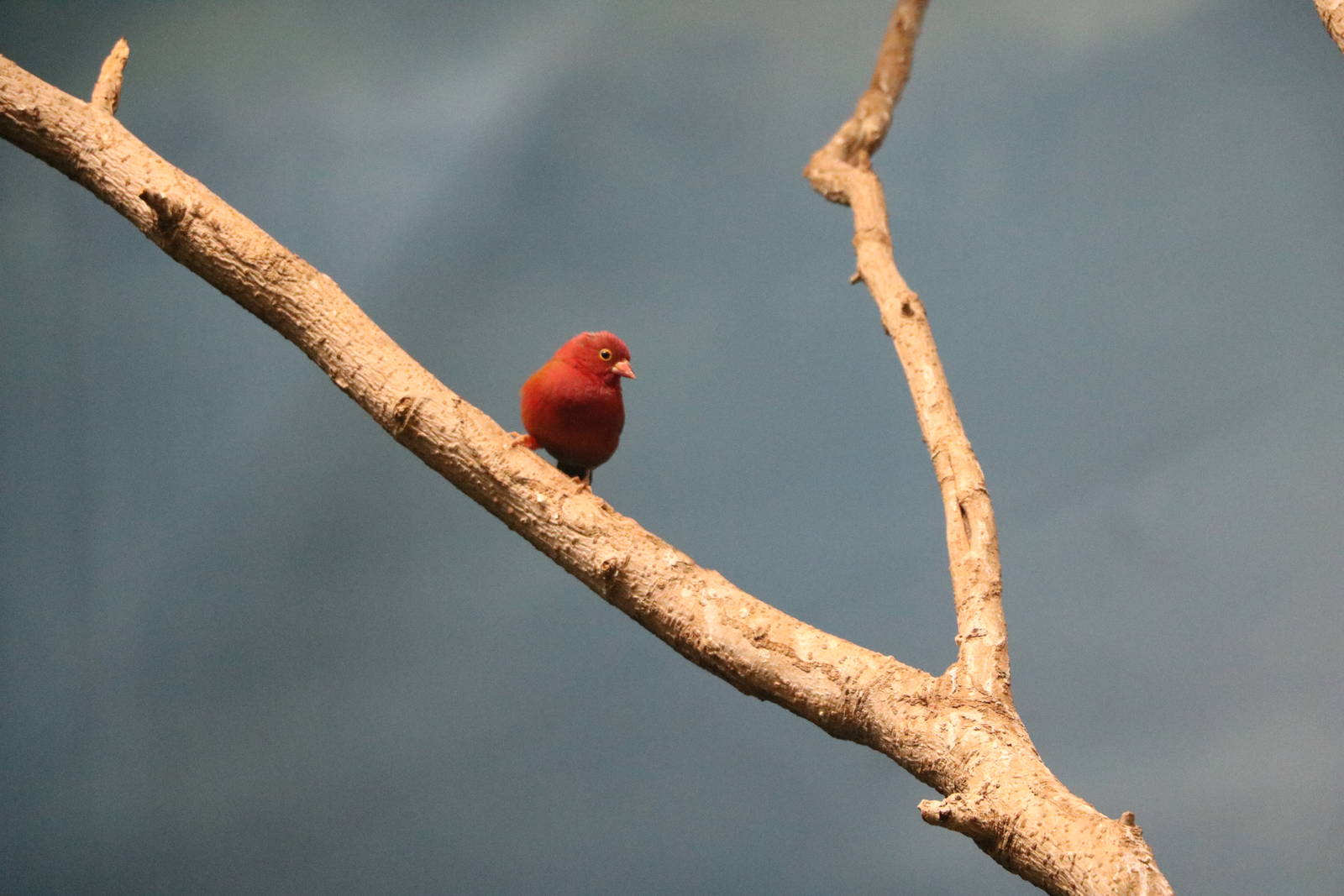 Red-billed firefinch, February 2016
