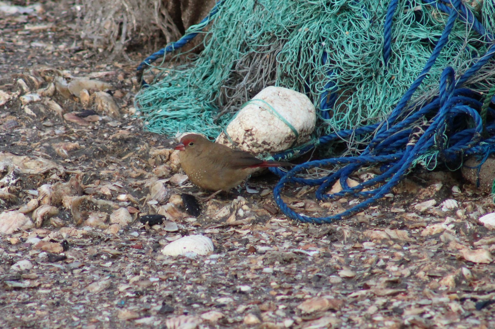 Red-billed firefinch - female