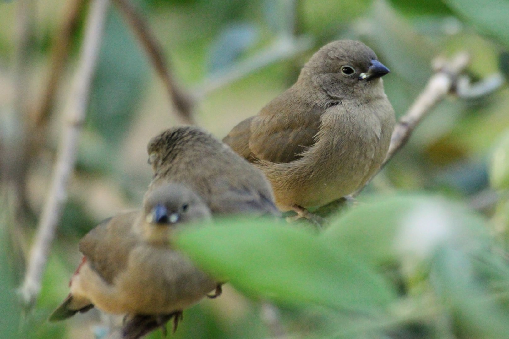 Red-billed Firefinch (fledglings)