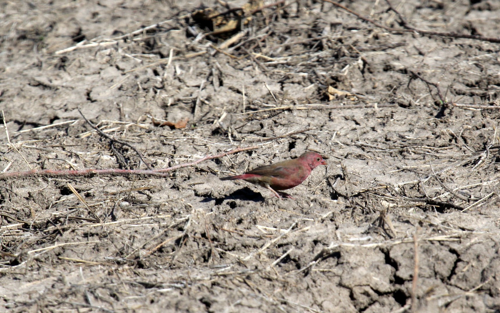 Red-billed Firefinch (Lagonosticta senegala) ID?