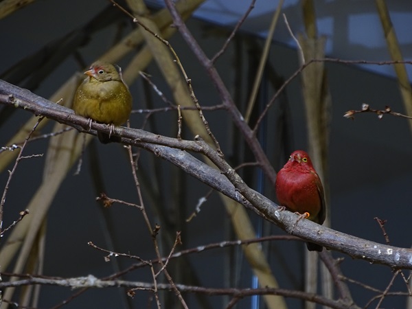Red-billed firefinch (Lagonosticta senegala)