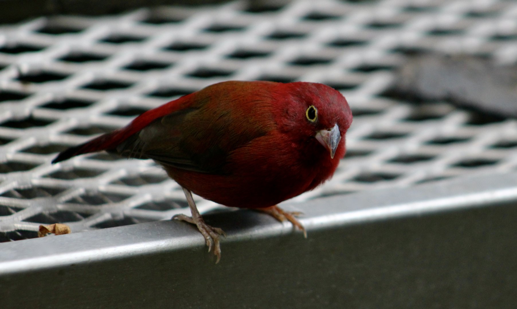 Red-Billed Firefinch (Lagonosticta senegala)