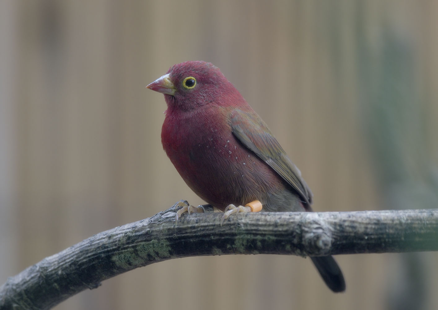 Red-billed firefinch, male