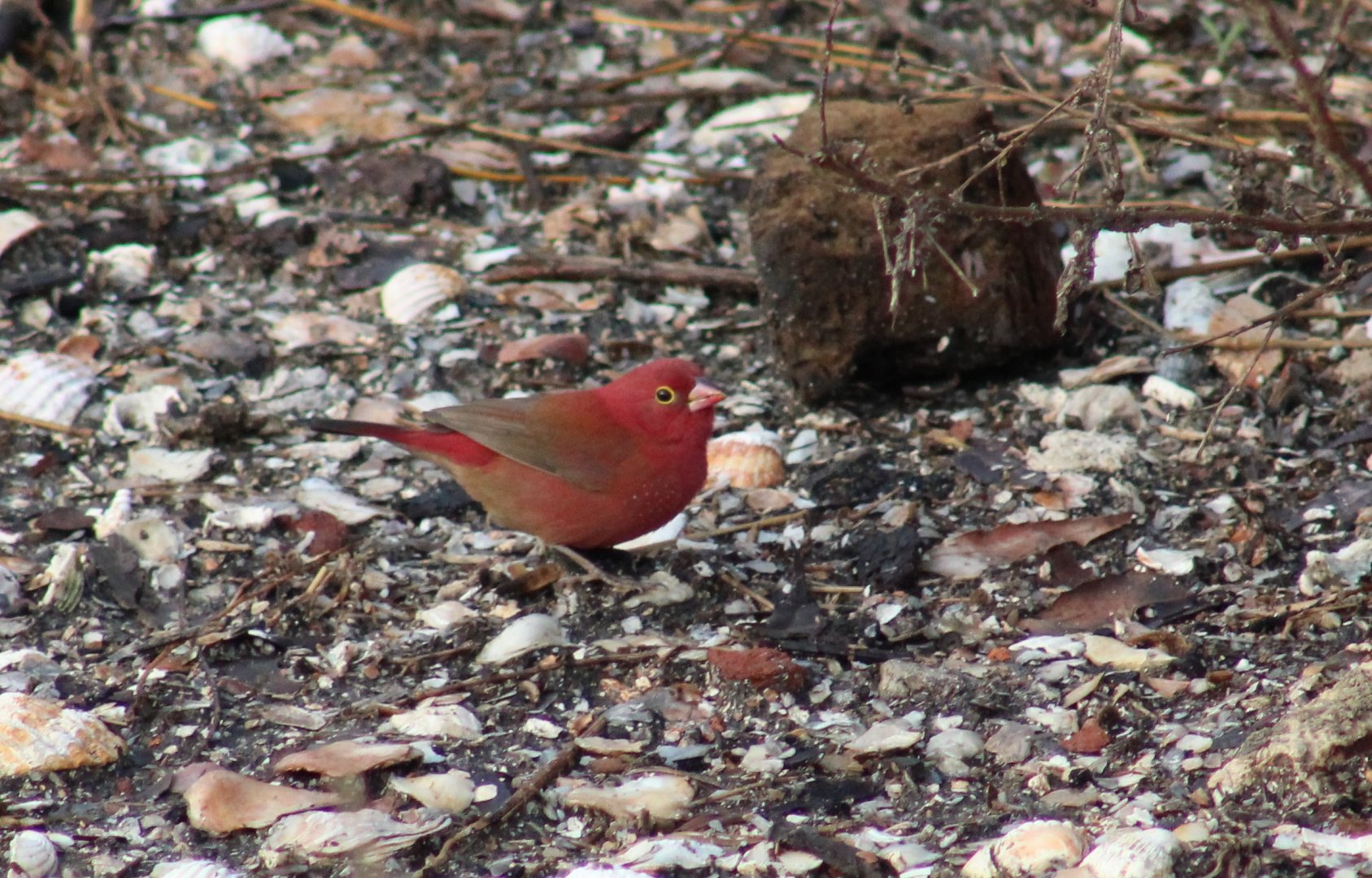 Red-billed firefinch - male