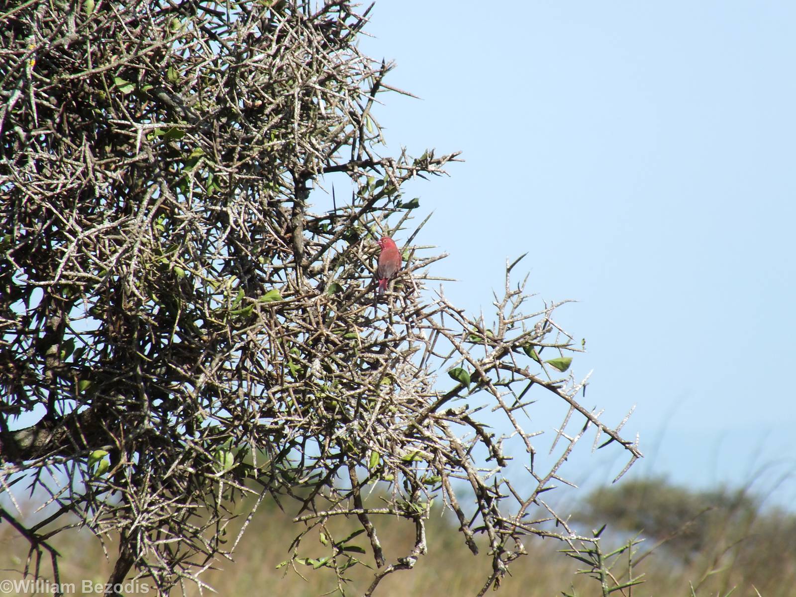 Red-billed Firefinch - Nairobi National Park