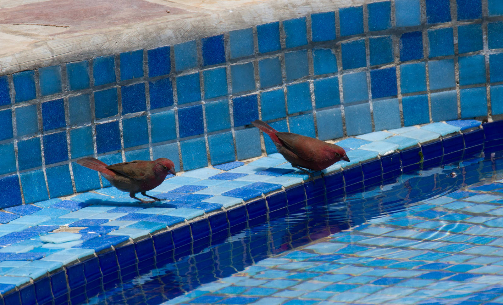 Red-billed Firefinch