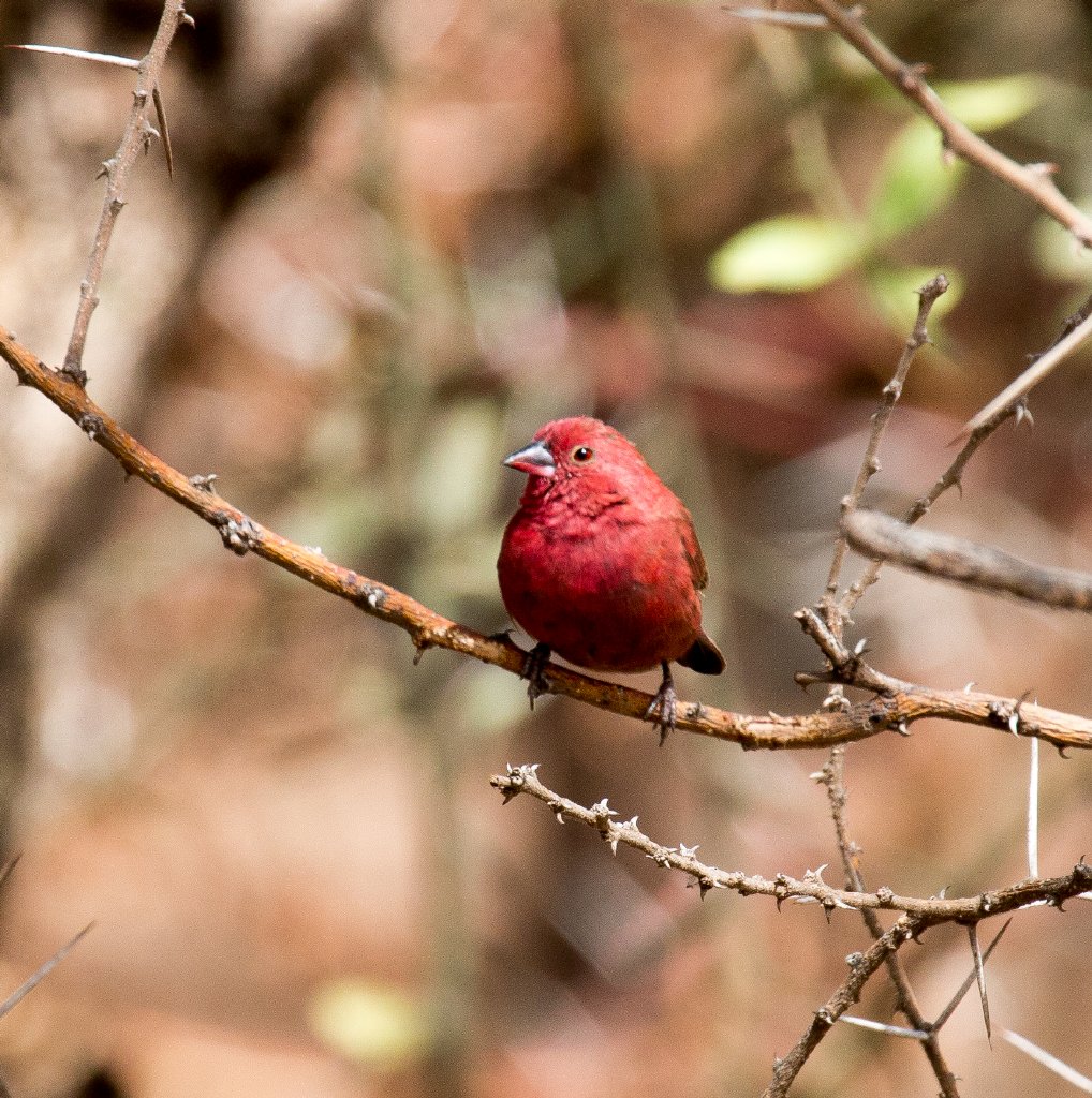 Red-billed Firefinch