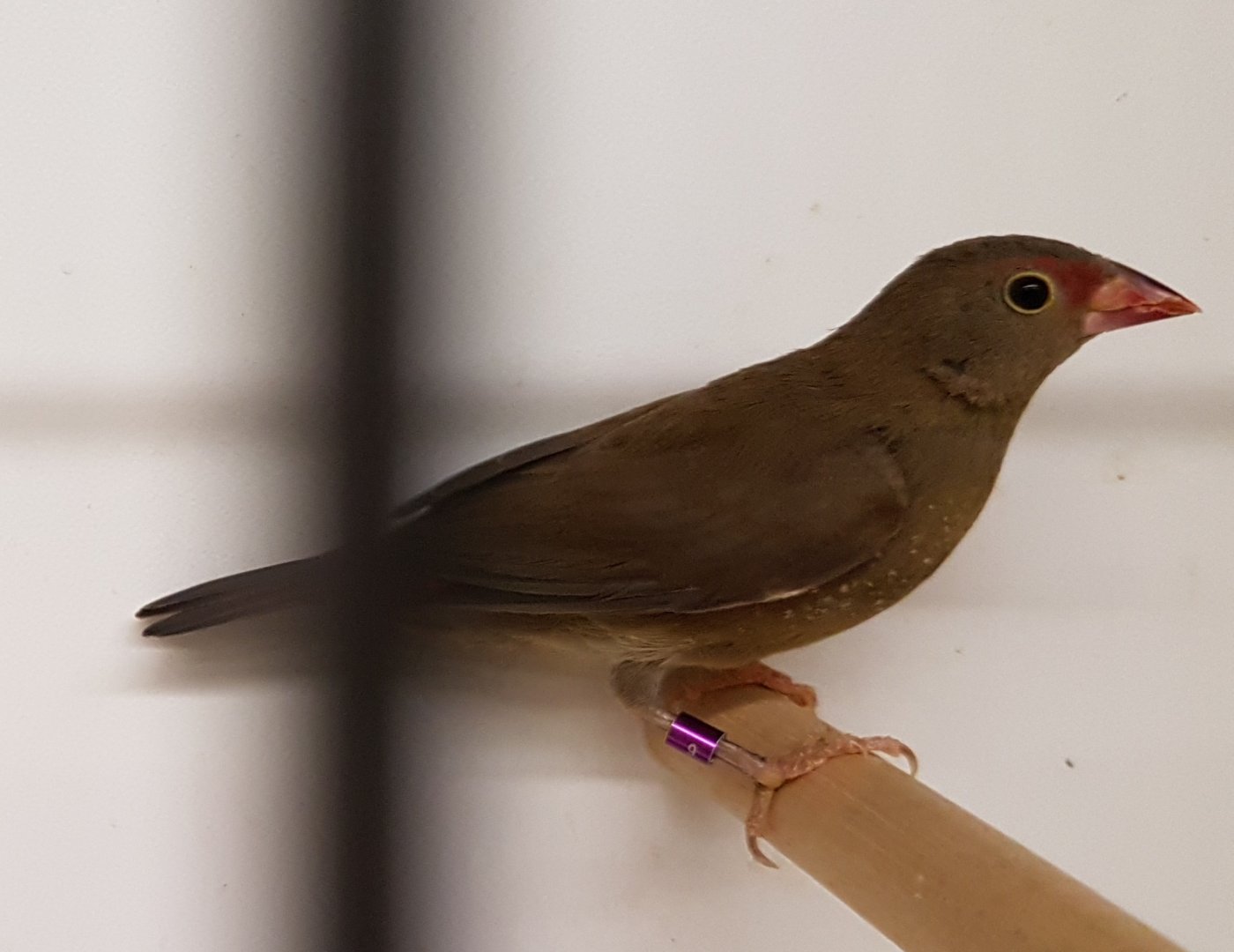 Red-billed firefinch