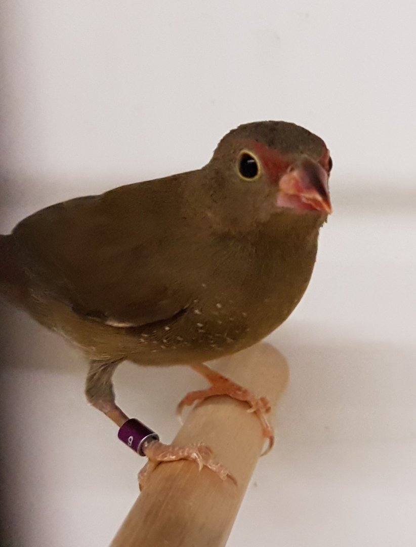 Red-billed firefinch