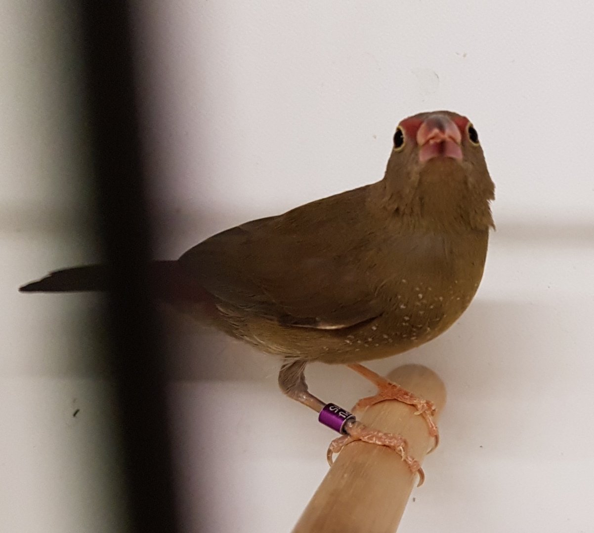 Red-billed firefinch