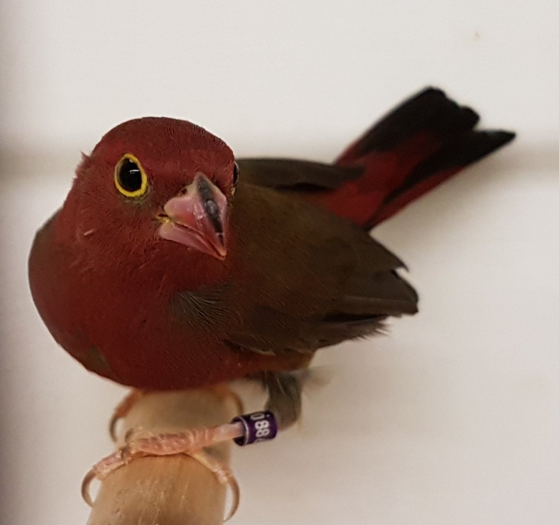Red-billed firefinch