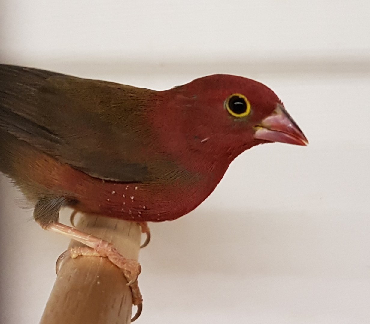 Red-billed firefinch