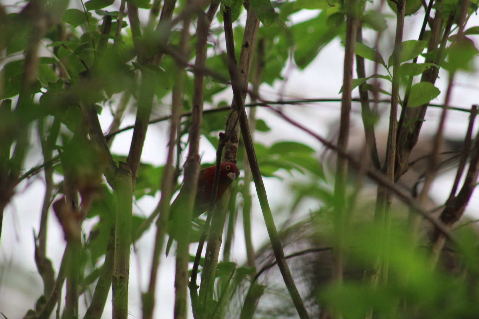 Red-Billed Firefinch