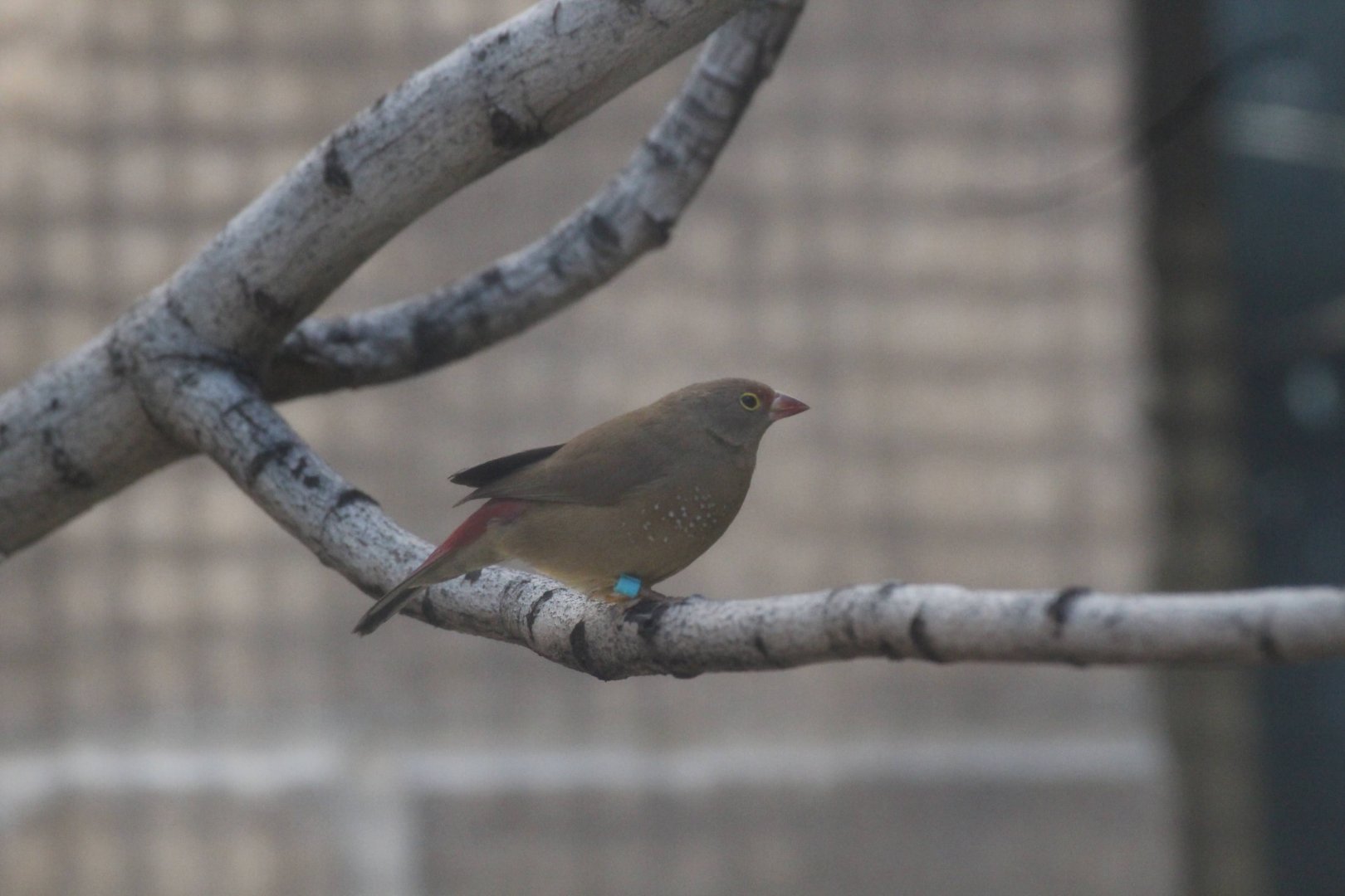 Red-billed Firefinch
