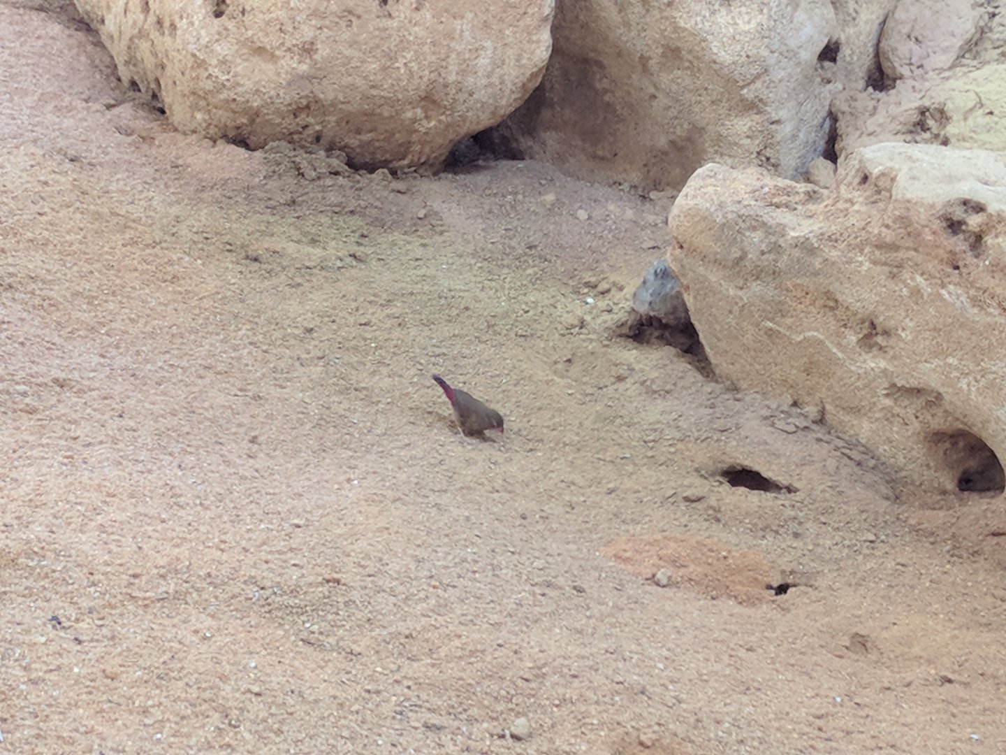 Red Billed Firefinch