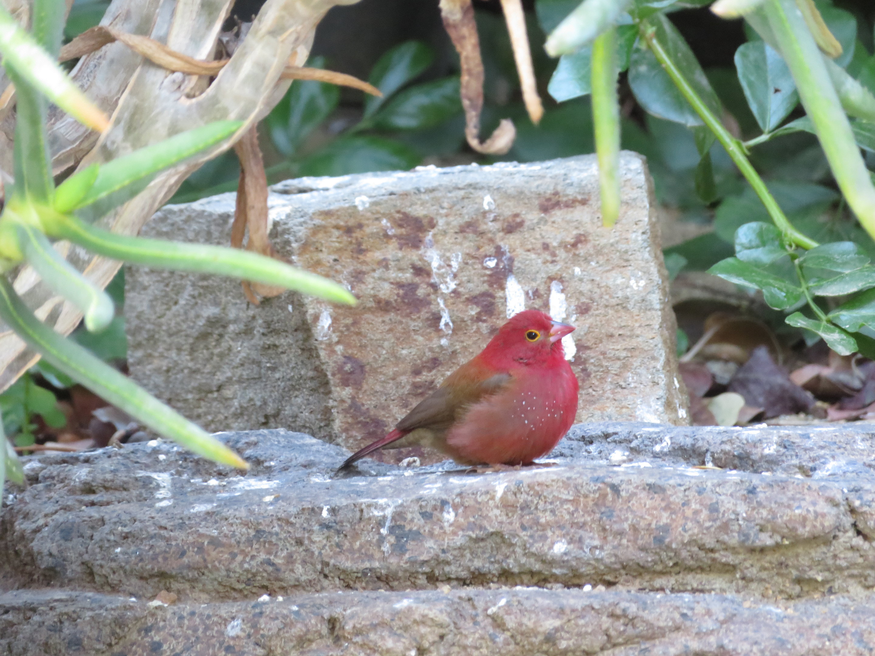 Red-billed Firefinch