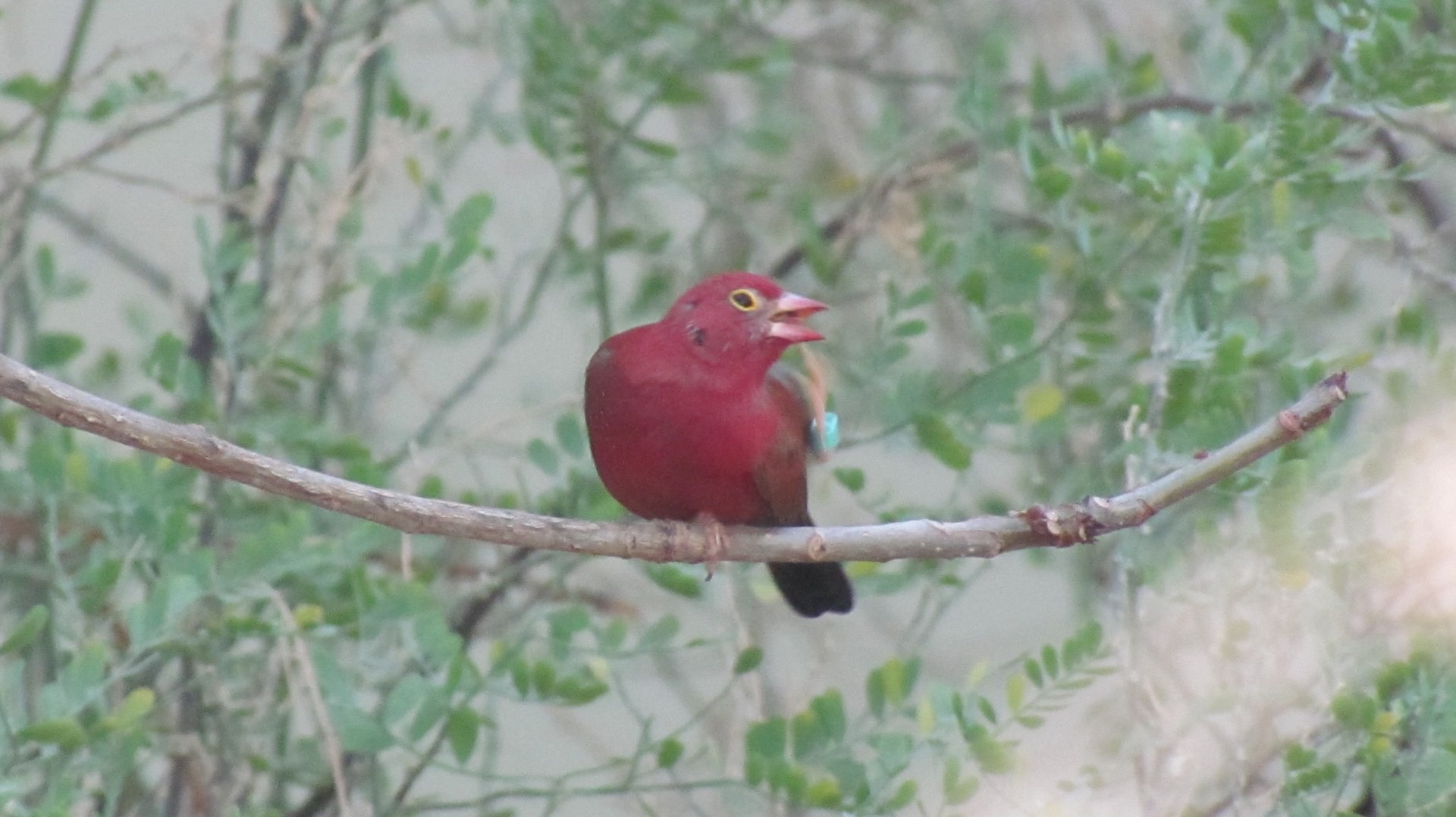 Red-billed Firefinch