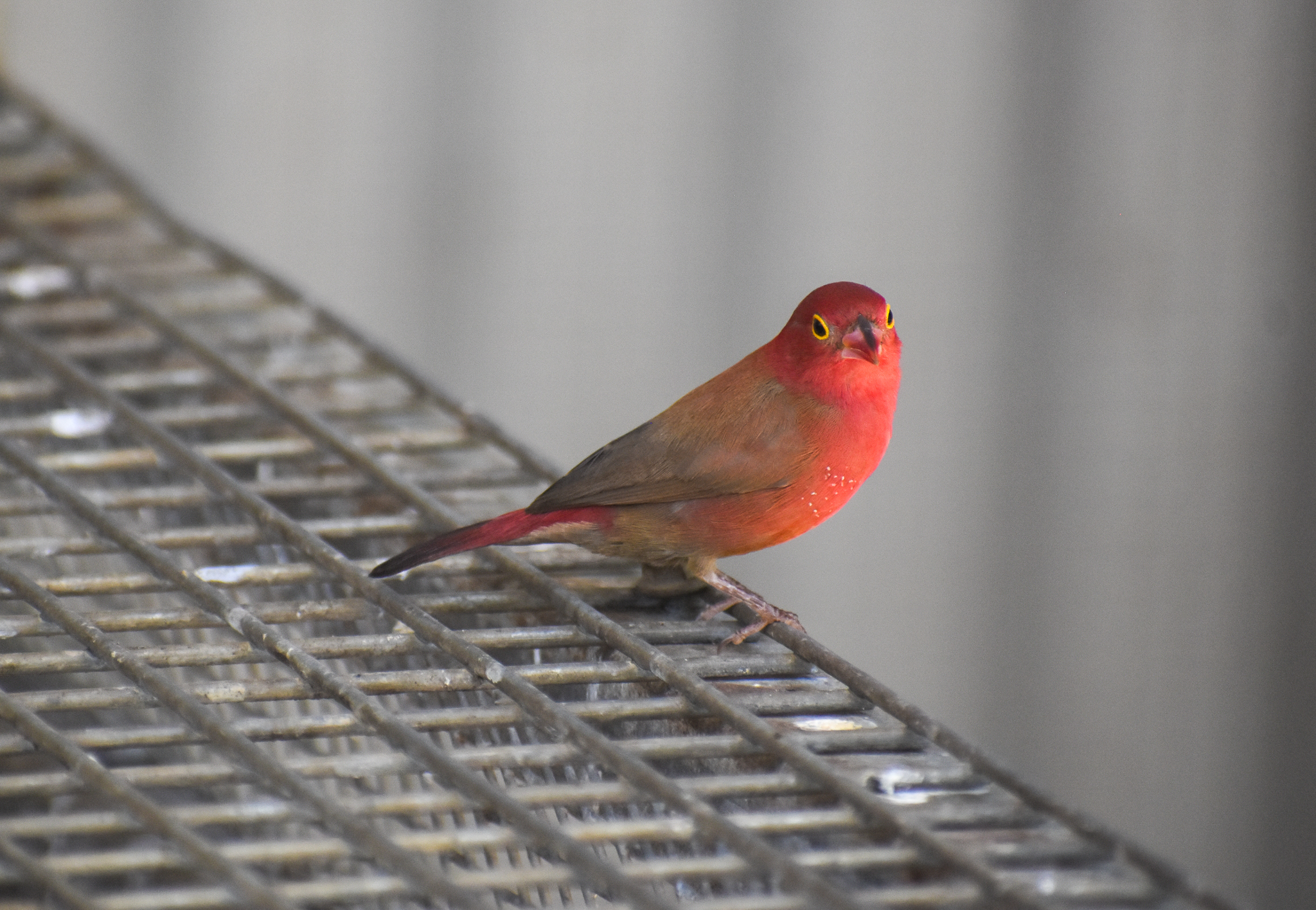 Red-billed Firefinch