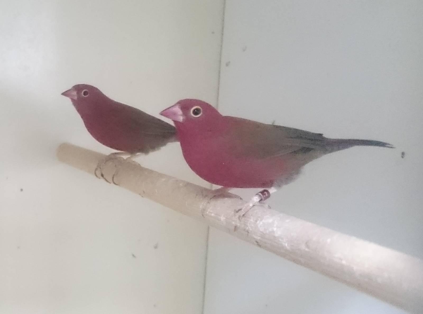Red-billed firefinches