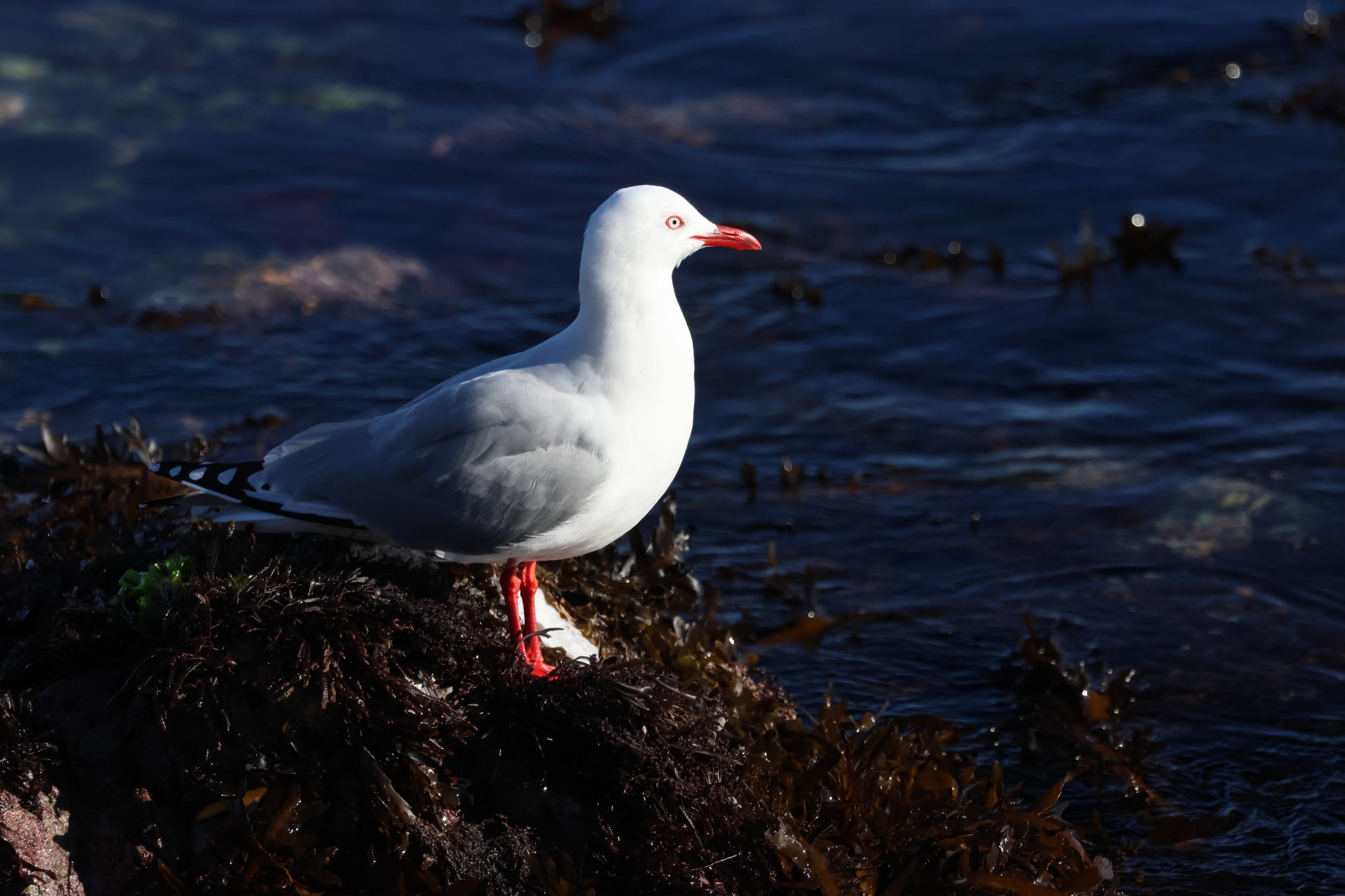 Red-billed Gull (Chroicocephalus novaehollandiae scopulinus), Pencarrow Coast Road (Lower Hutt, Wellington)