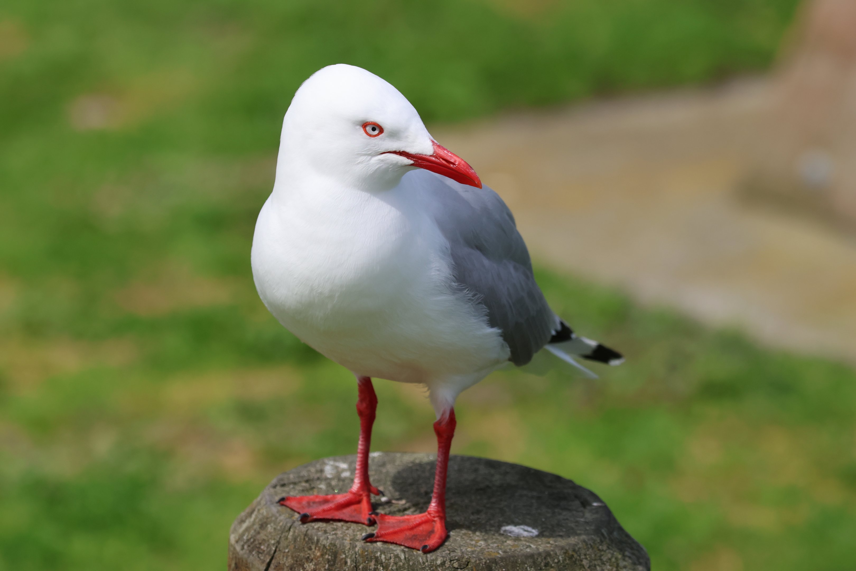 Red-billed Gull (Chroicocephalus novaehollandiae scopulinus), Waimanu Lagoons Reserve (Waikanae, Wellington)