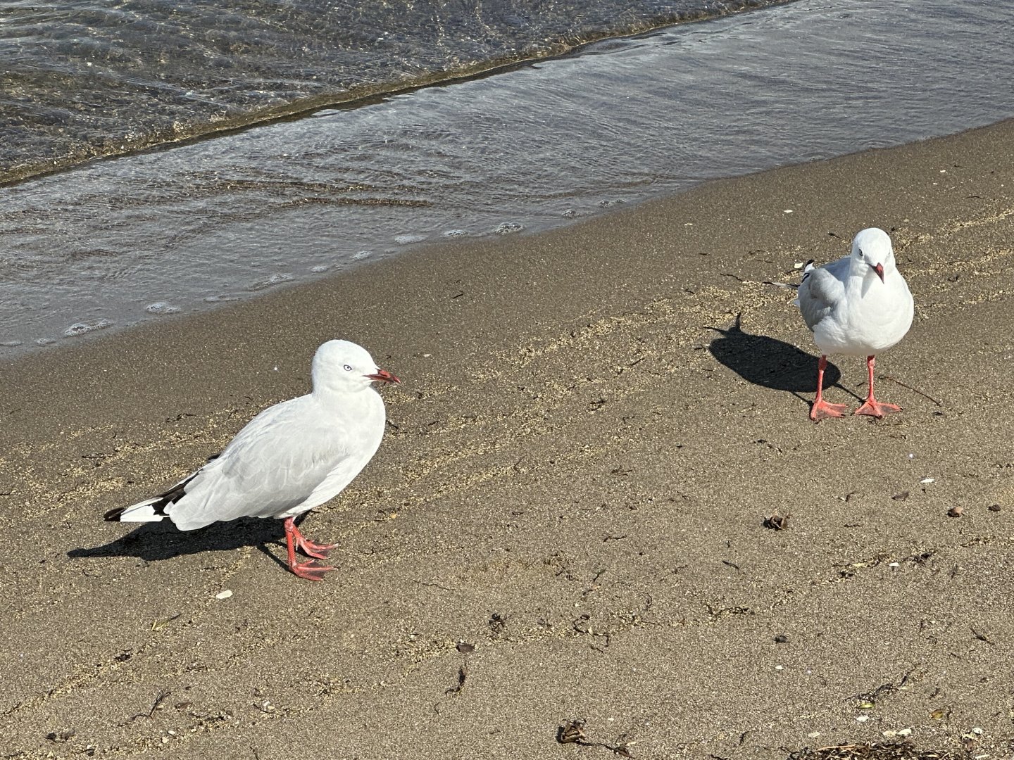 Red-billed gull (Chroicocephalus novaehollandiae scopulinus)