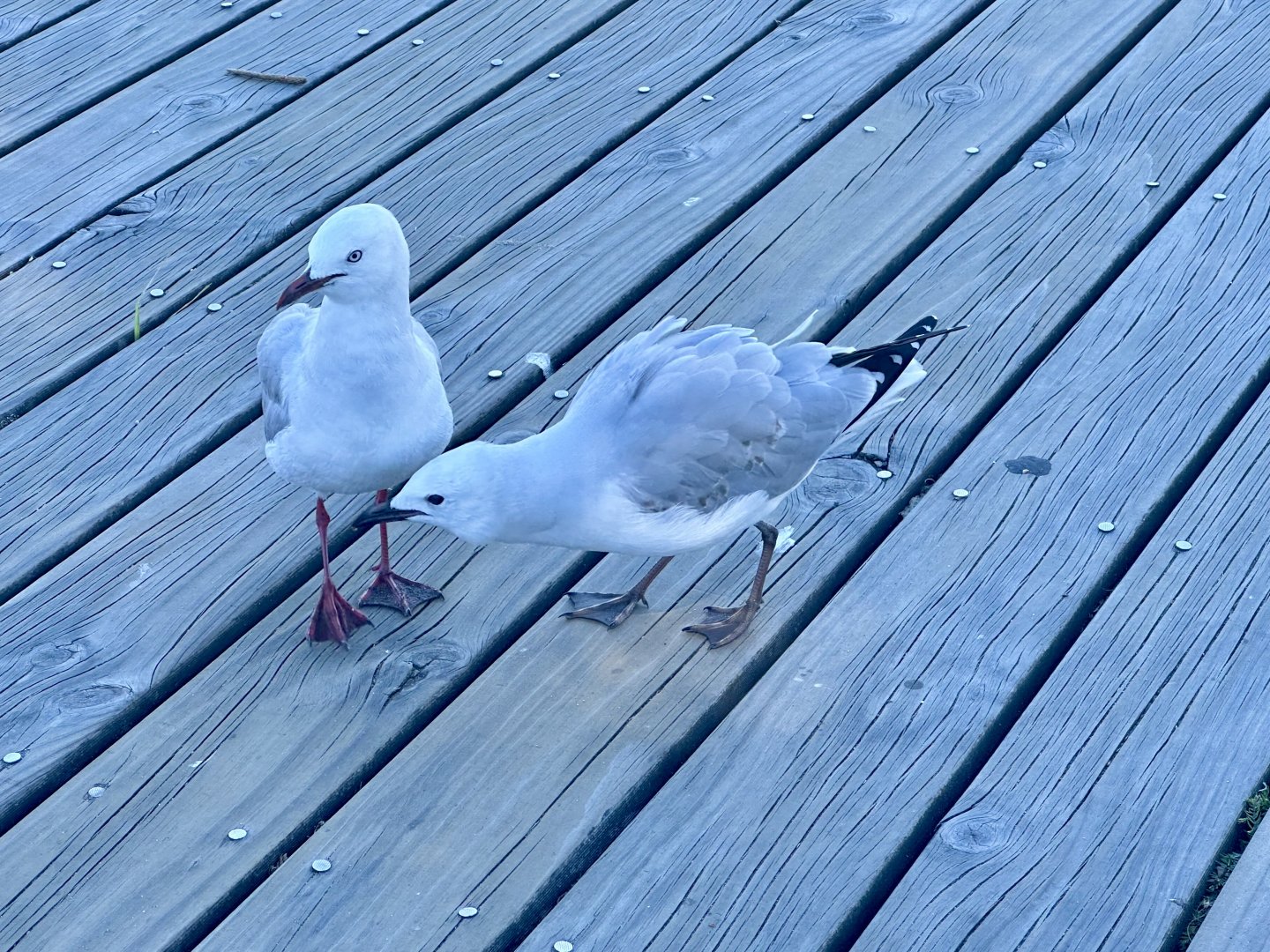 Red-billed gull (Chroicocephalus novaehollandiae scopulinus)