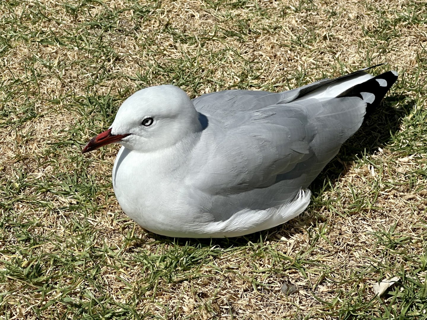 Red-billed gull (Chroicocephalus novaehollandiae scopulinus)