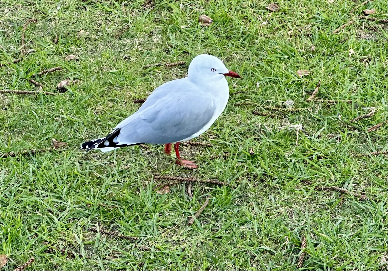Red-billed gull (Chroicocephalus novaehollandiae scopulinus)