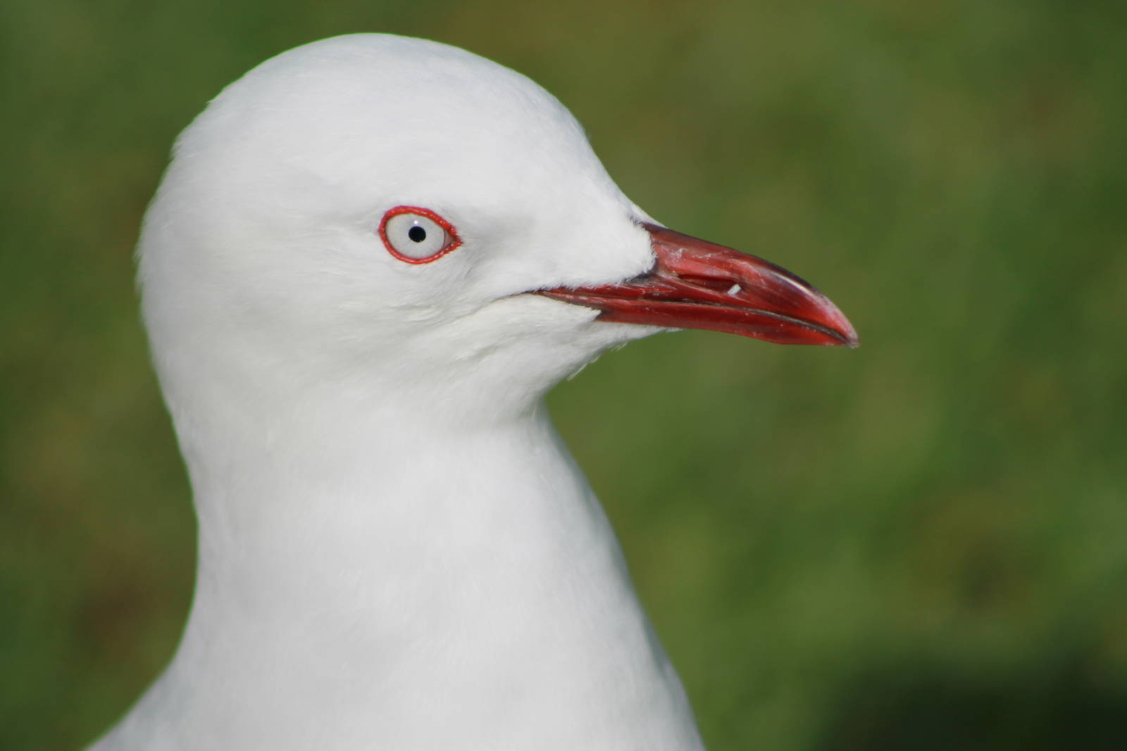 Red-billed gull (Larus novaehollandiae scopulinus)