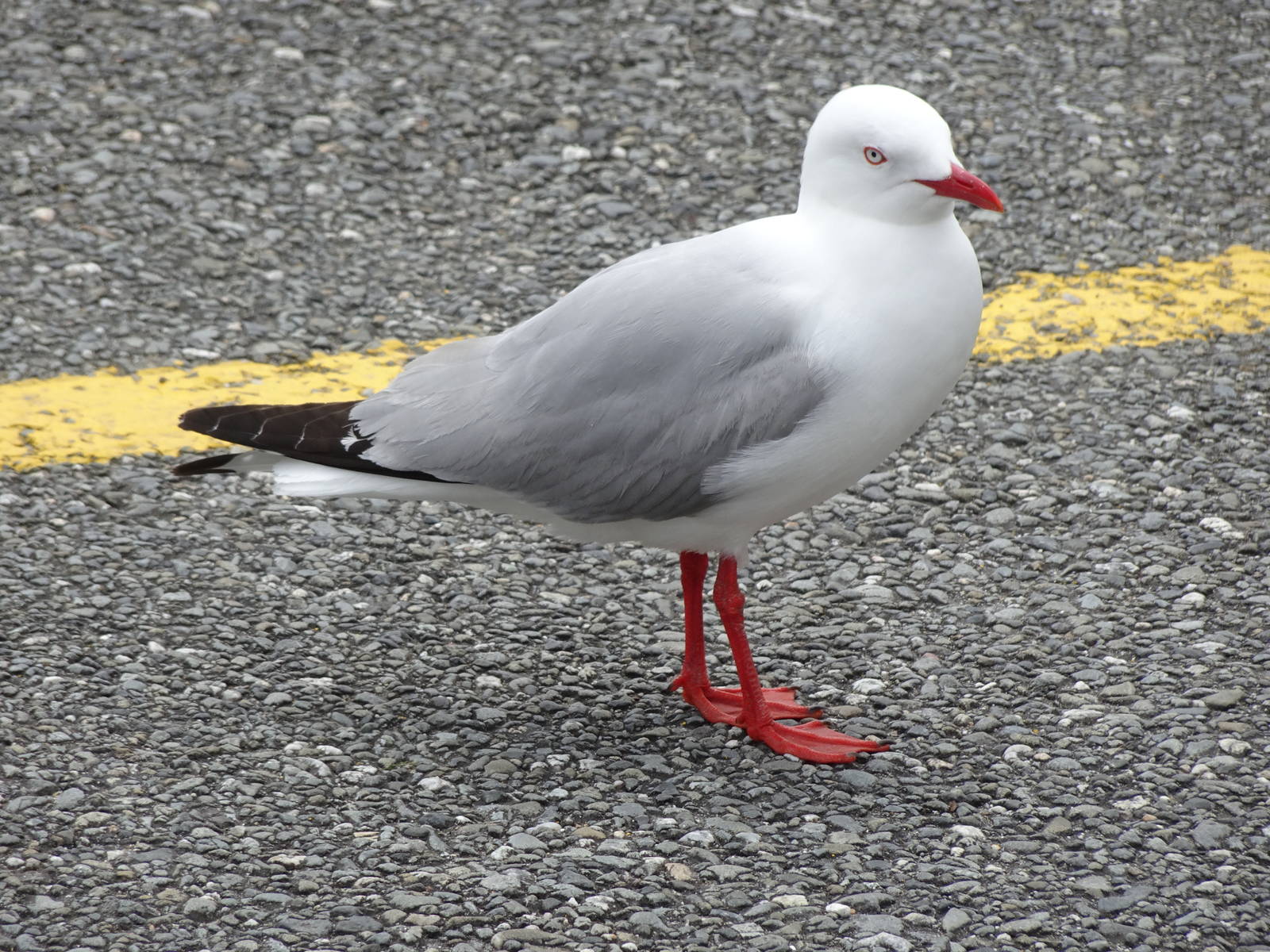 Red-billed Gull, November 2015