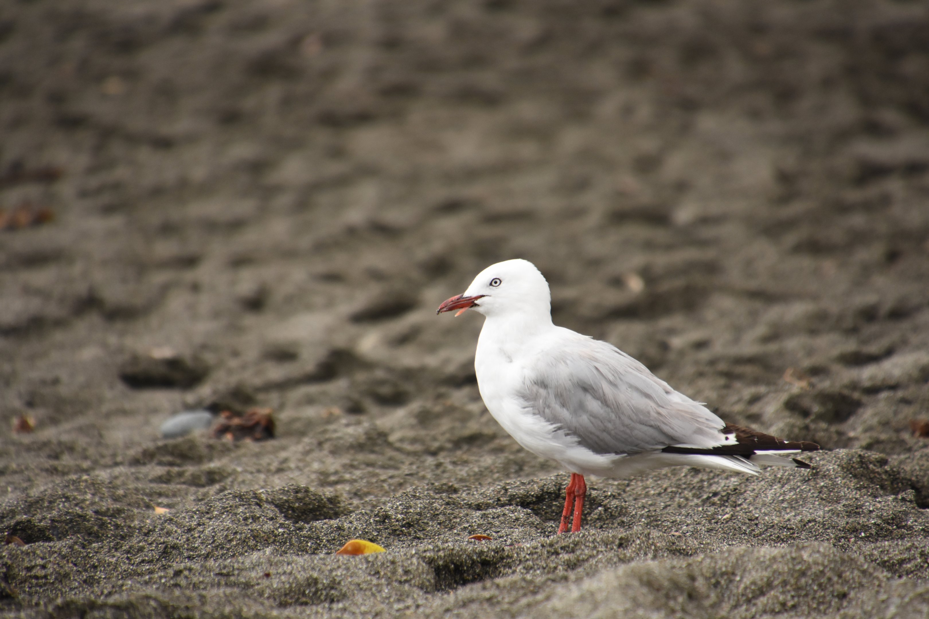 Red-billed gull