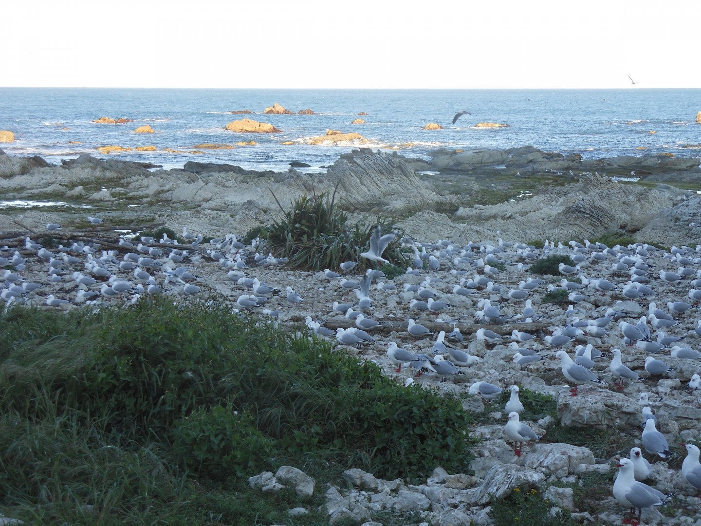 Red-billed Gulls (Chroicocephalus novaehollandiae scopulinus)