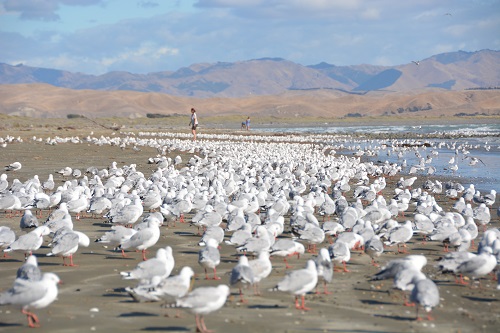 Red-billed gulls