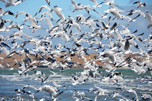 Red-billed gulls