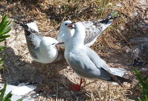 Red-billed gulls