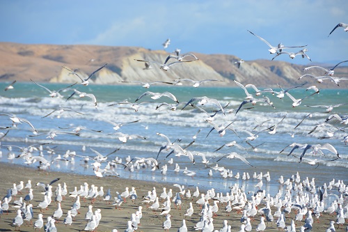 Red-billed gulls