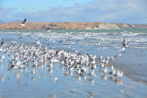 Red-billed gulls