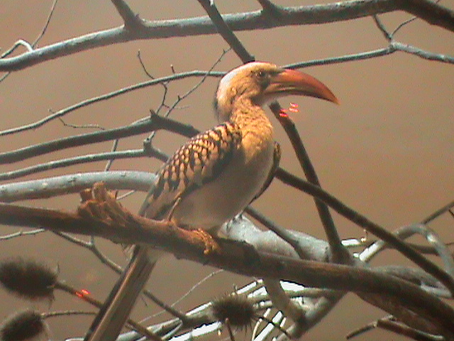 red billed hornbill 140911