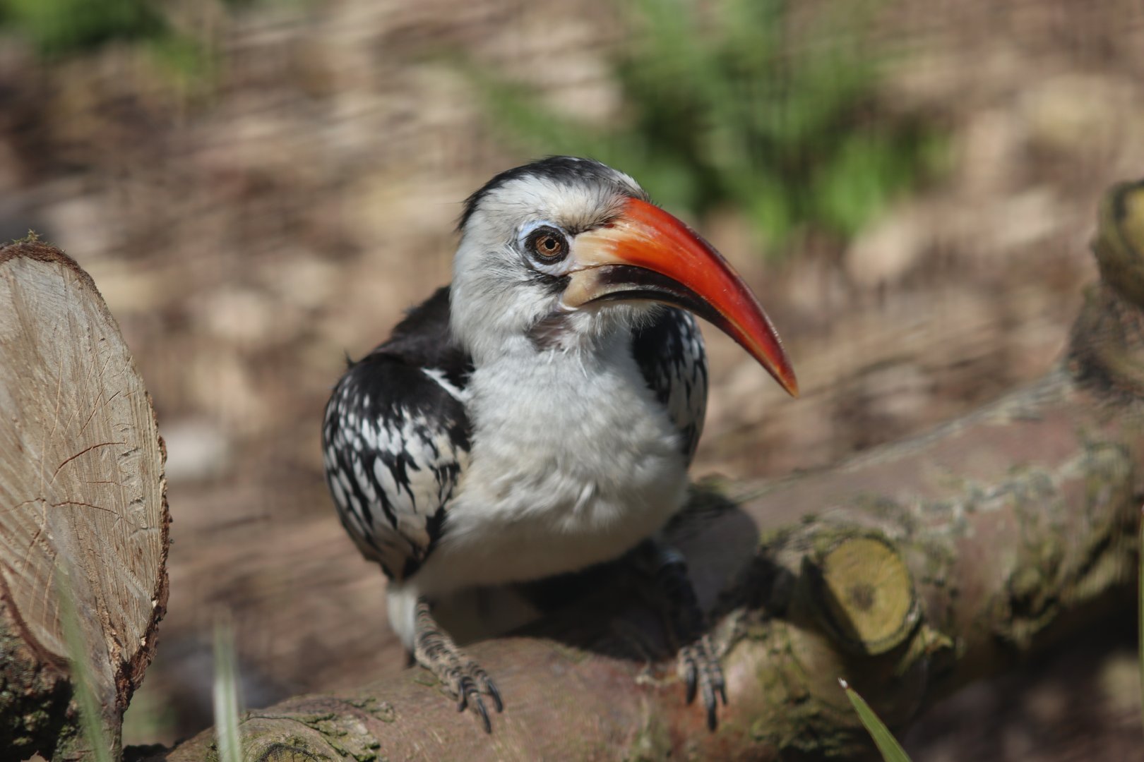 Red-billed hornbill - 20 April 2022