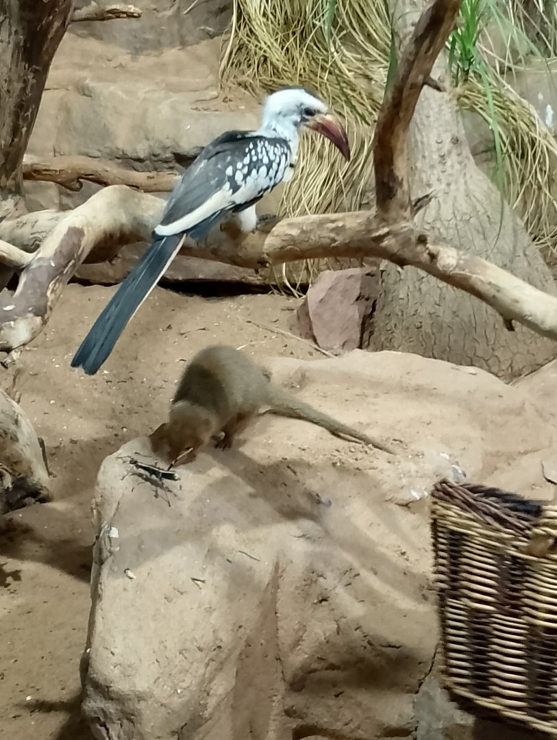 Red-billed hornbill and dwarf mongoose
