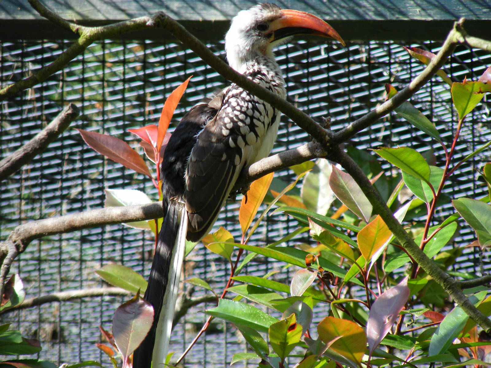 Red-billed hornbill at Birdworld, 20 June 2010
